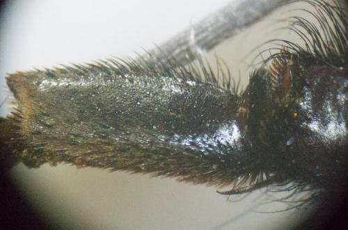 Bombus sp.